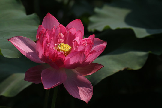 紅蓮花