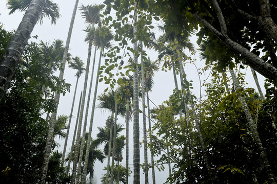 雨林