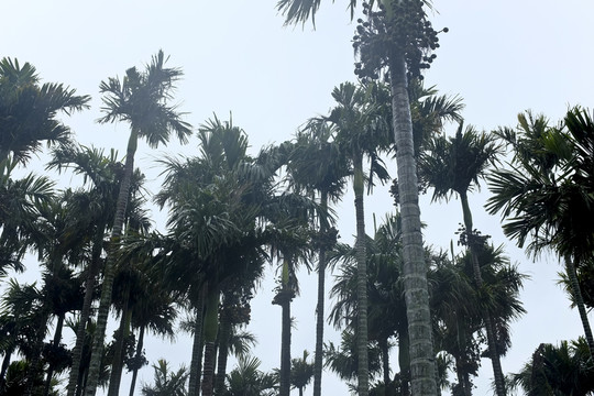 椰樹林