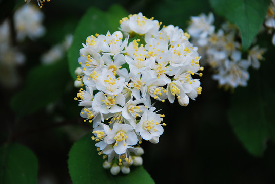 植物花卉 九里香
