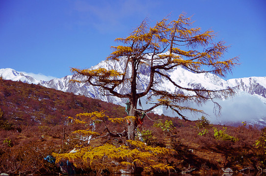高原植被風景 落葉松