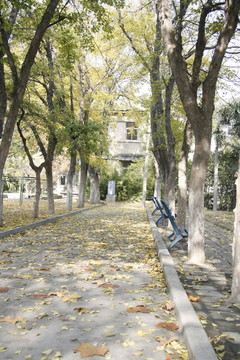 秋天道路樹蔭落葉的座椅