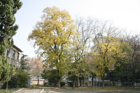 秋天黃色樹(shù)葉的樹(shù)