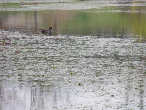 水鴨子池塘水鳥