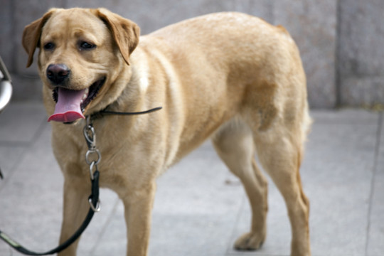 拉布拉多犬 寵物犬 狗 生活