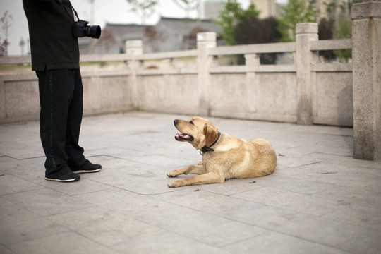 拉布拉多犬 寵物犬 狗 生活