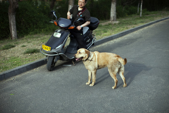 拉布拉多犬 寵物犬 狗 生活