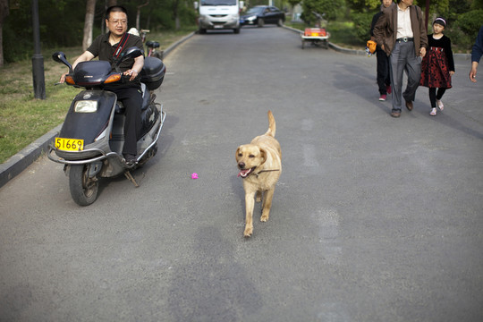 拉布拉多犬 寵物犬 狗 生活