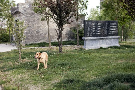 拉布拉多犬 寵物犬 狗 生活