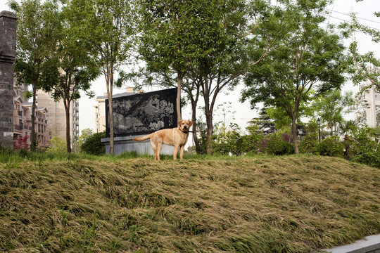 拉布拉多犬 寵物犬 狗 生活