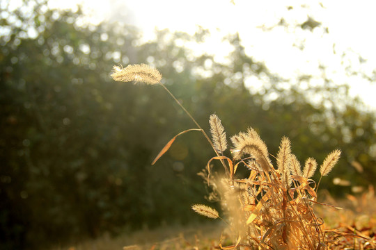 冬季陽(yáng)光下枯黃的小草
