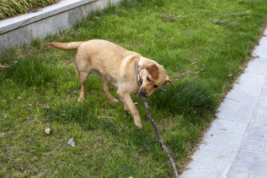 拉布拉多犬 寵物犬 狗 生活