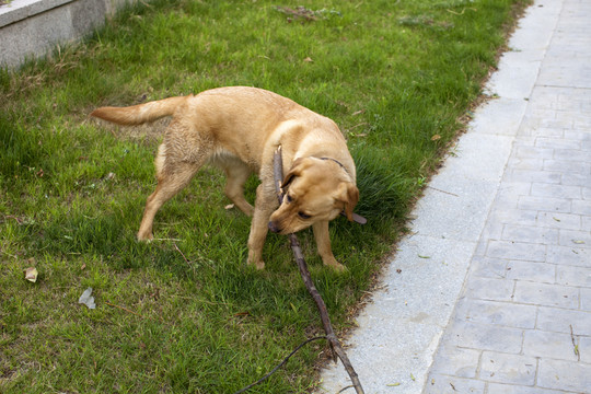 拉布拉多犬 寵物犬 狗 生活