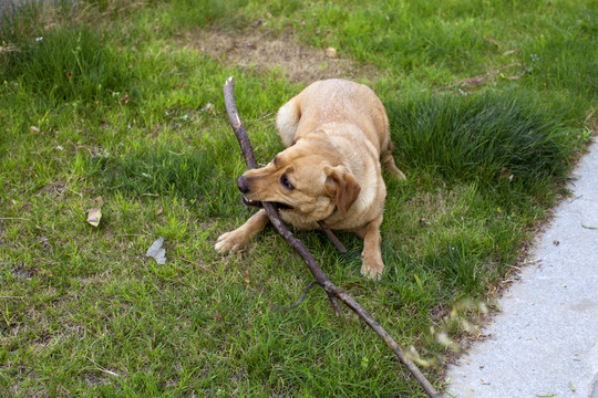 拉布拉多犬 寵物犬 狗 生活