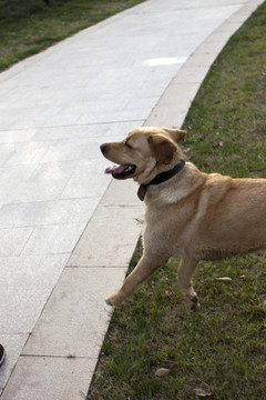拉布拉多犬 寵物犬 狗 生活