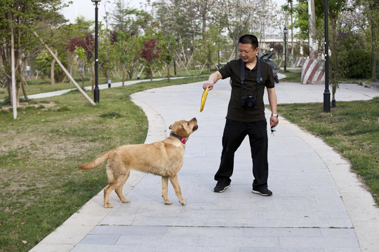 拉布拉多犬 寵物犬 狗 生活