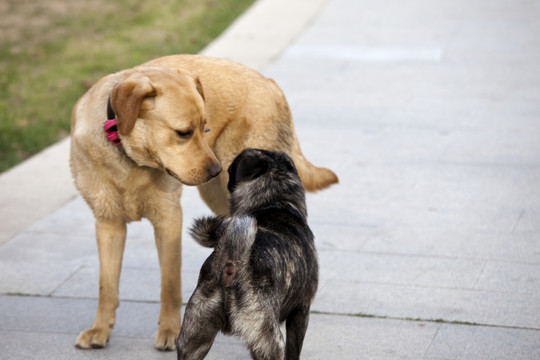 拉布拉多犬 寵物犬 狗 生活