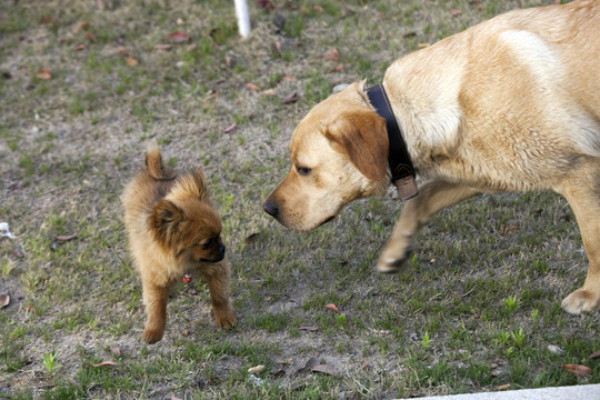 拉布拉多犬 寵物犬 狗 生活