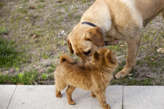 拉布拉多犬 寵物犬 狗 生活