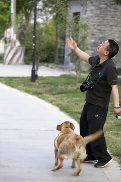 拉布拉多犬 寵物犬 狗 生活