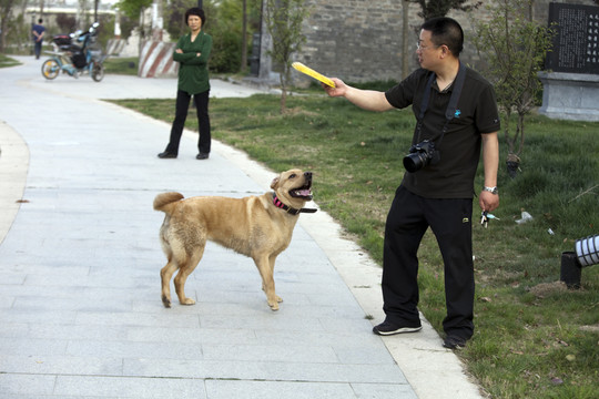 拉布拉多犬 寵物犬 狗 生活