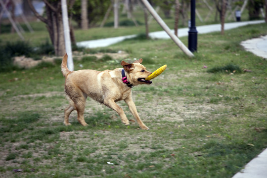 拉布拉多犬 寵物犬 狗 生活