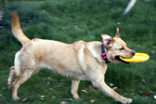 拉布拉多犬 寵物犬 狗 生活