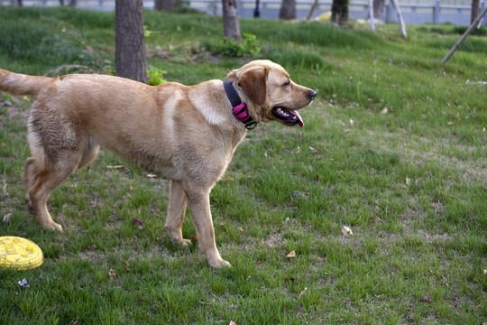 拉布拉多犬 寵物犬 狗 生活