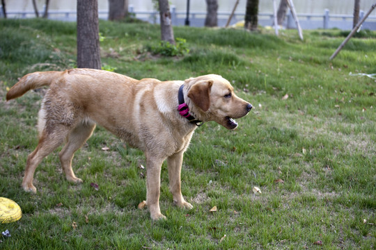 拉布拉多犬 寵物犬 狗 生活