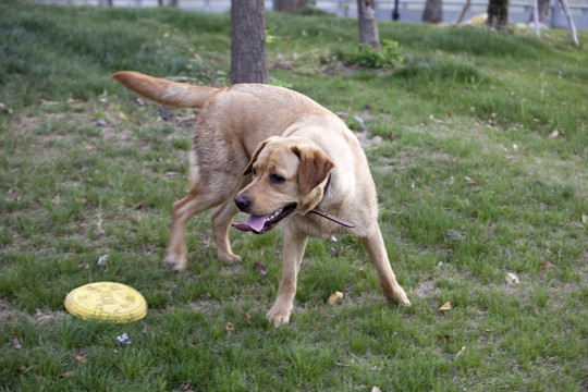 拉布拉多犬 寵物犬 狗 生活
