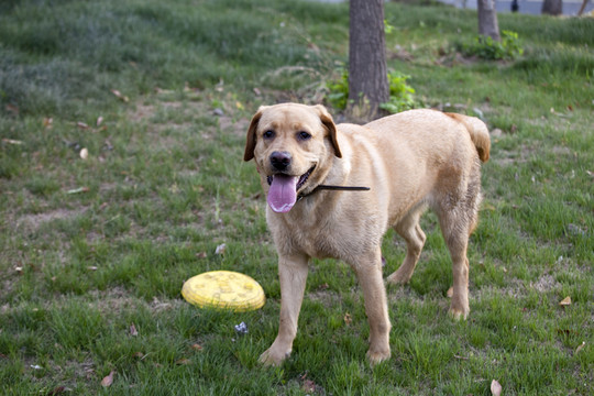 拉布拉多犬 寵物犬 狗 生活