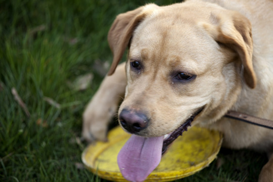 拉布拉多犬 寵物犬 狗 生活