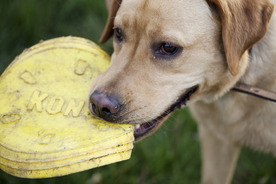 拉布拉多犬 寵物犬 狗 生活