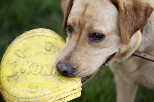 拉布拉多犬 寵物犬 狗 生活