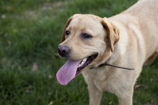 拉布拉多犬 寵物犬 狗 生活