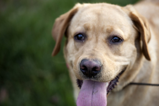 拉布拉多犬 寵物犬 狗 生活