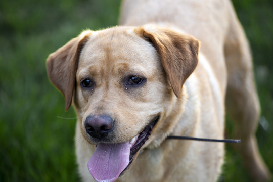拉布拉多犬 寵物犬 狗 生活