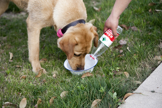 拉布拉多犬 寵物犬 狗 生活