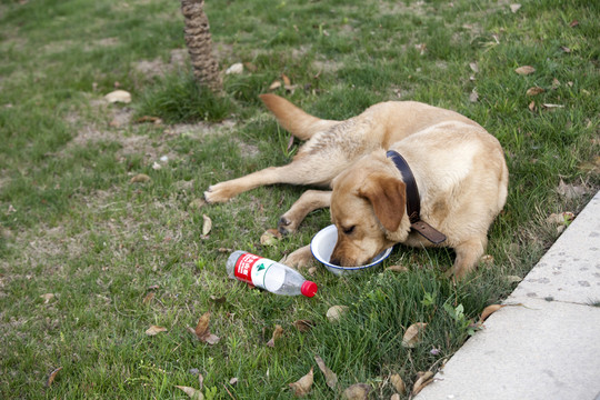 拉布拉多犬 寵物犬 狗 生活