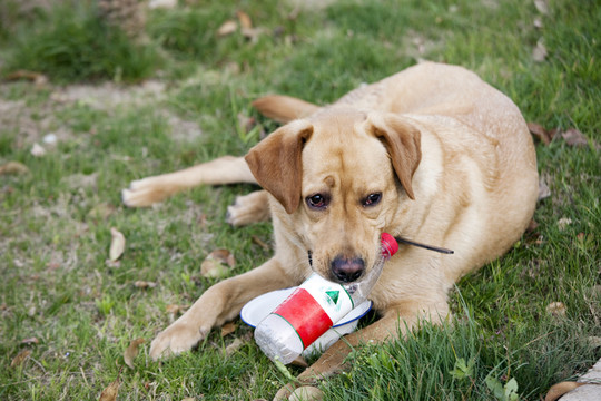 拉布拉多犬 寵物犬 狗 生活