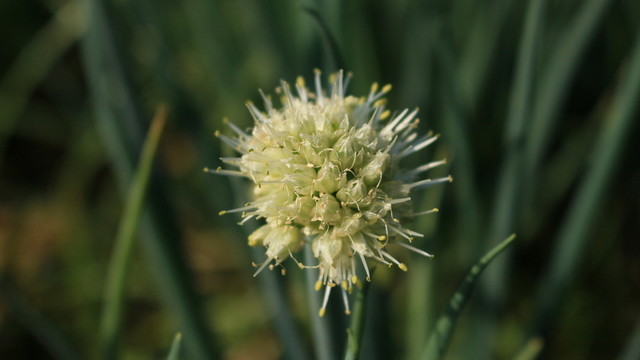 菜花