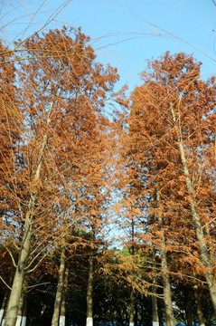 紅樹林