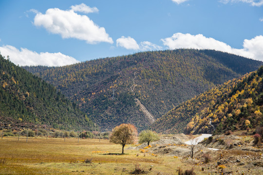 云南香格里拉山地森林
