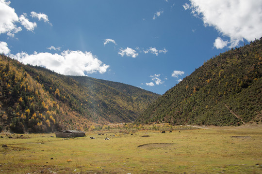 云南香格里拉山地森林