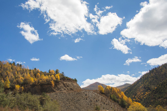 云南香格里拉山地森林