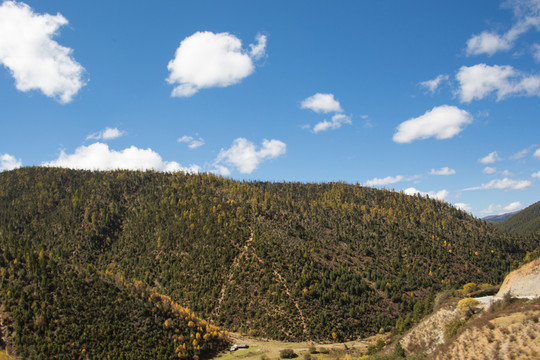 云南香格里拉山地森林
