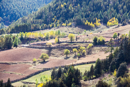 香格里拉山地森林