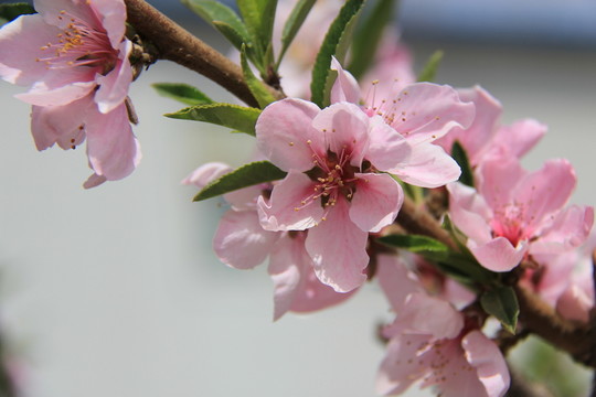 桃花 花卉 花枝 花圃 花朵