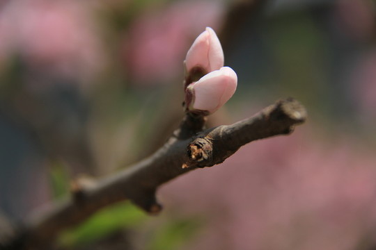 桃花 花卉 花枝 花圃 花朵