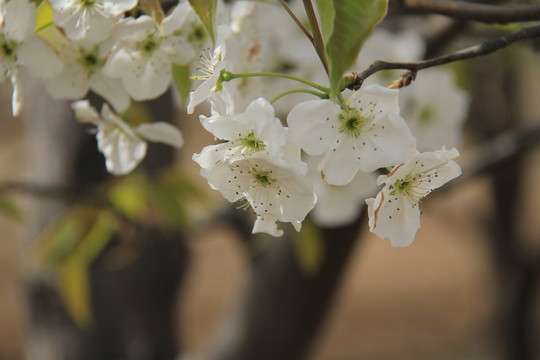 桃花 花卉 花枝